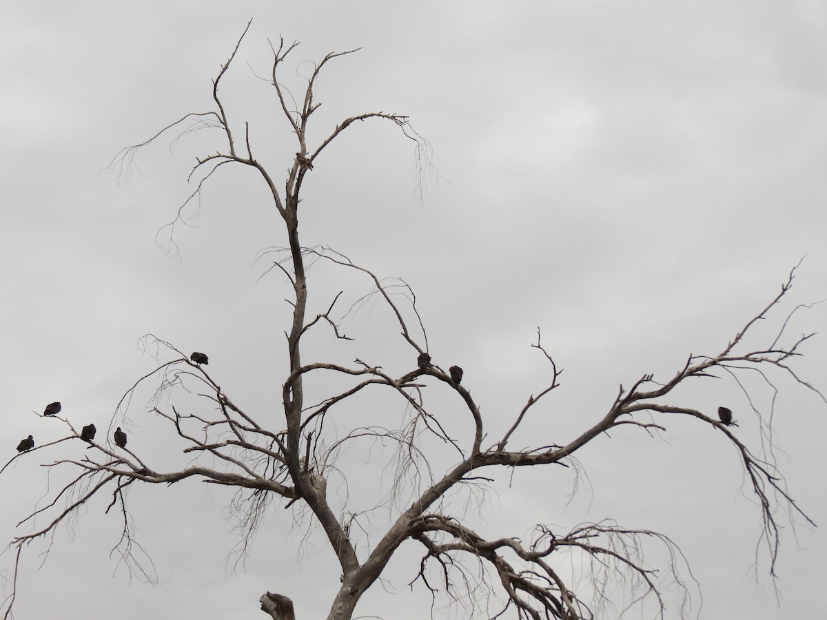 new world vulture sp. - ML647477923