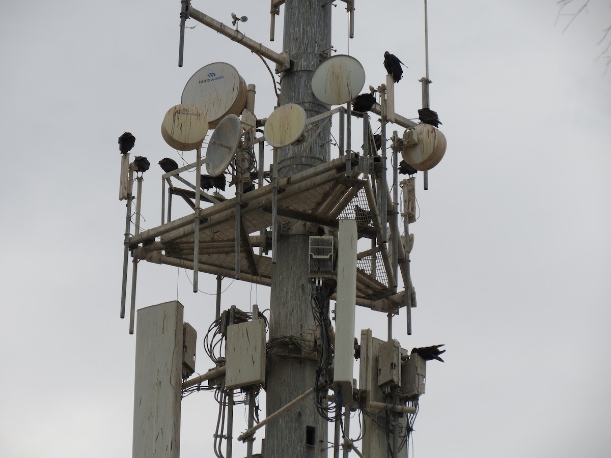 new world vulture sp. - ML647477924