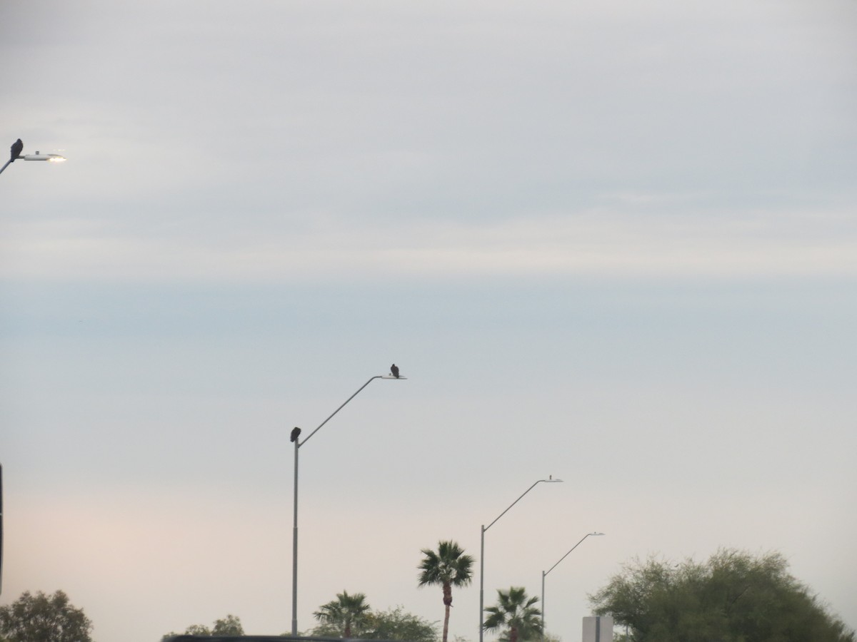 new world vulture sp. - ML647477925