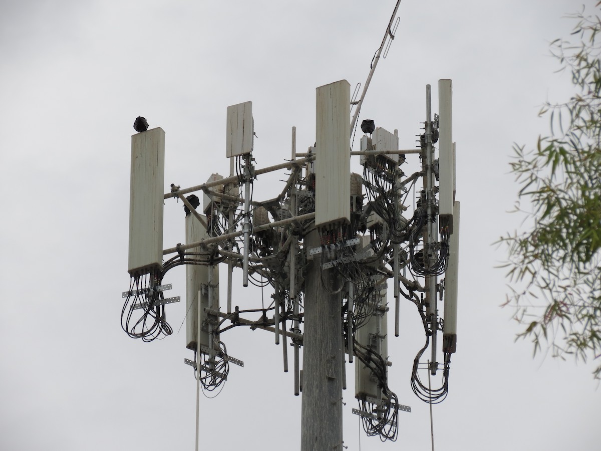 new world vulture sp. - ML647477926