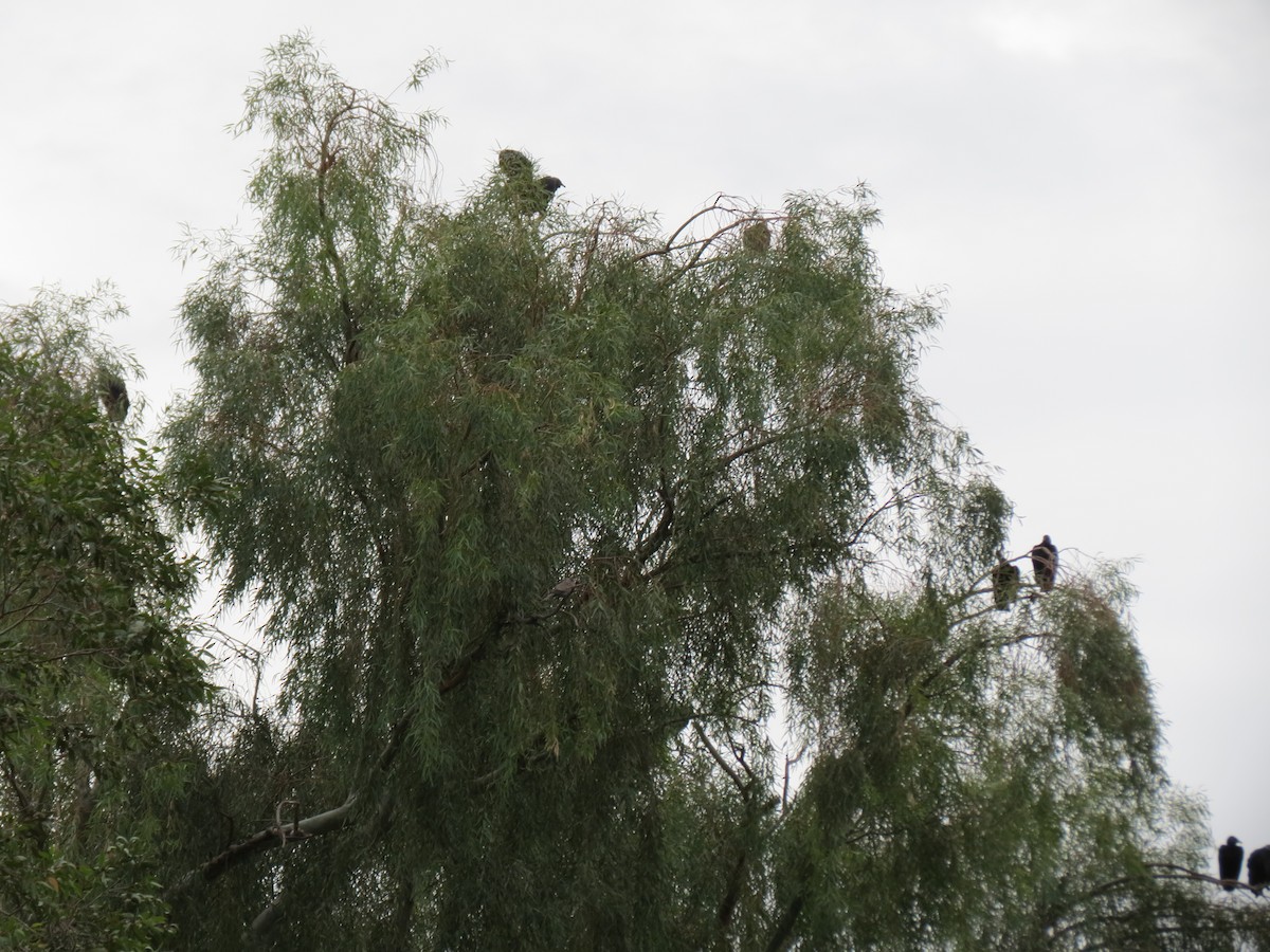new world vulture sp. - ML647477927