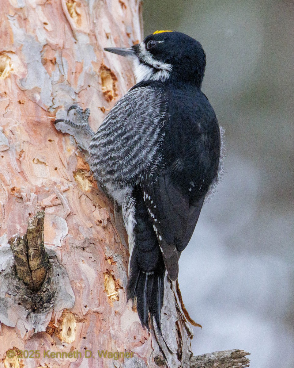 svartryggspett - ML647477988