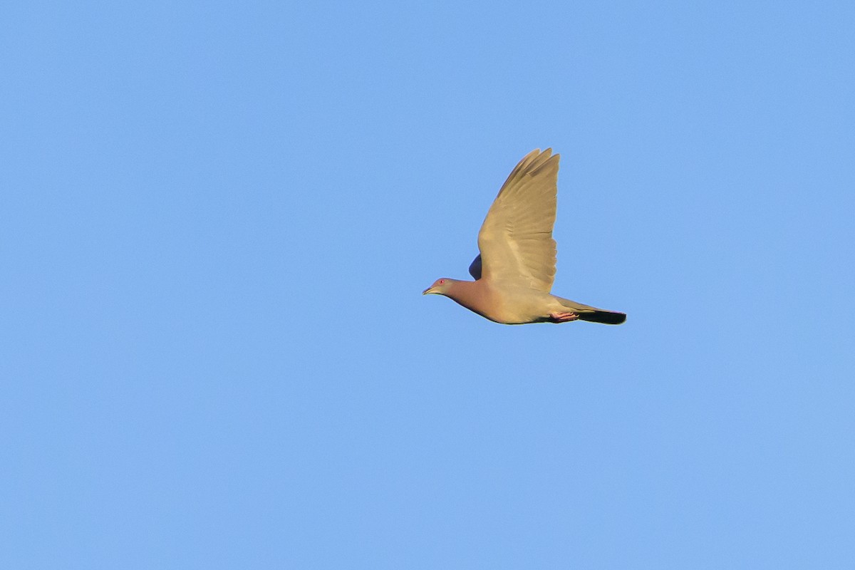 Pale-vented Pigeon - ML647477997