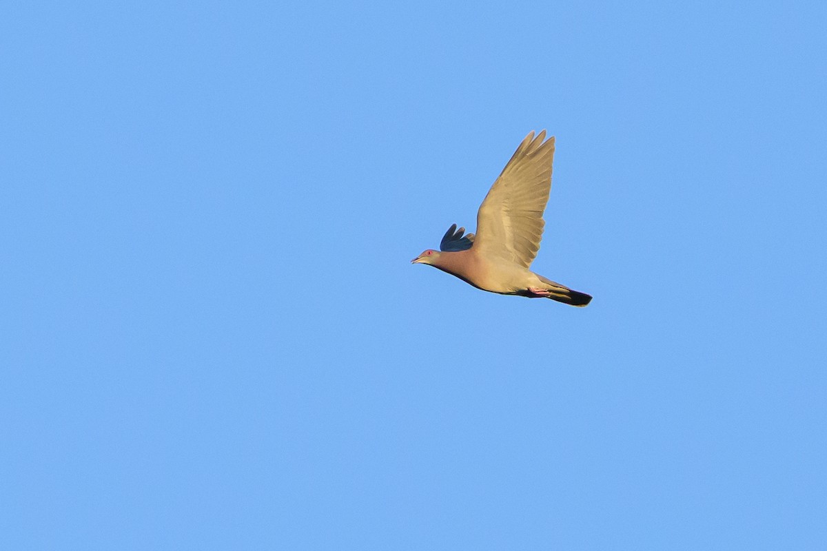 Pale-vented Pigeon - ML647477998