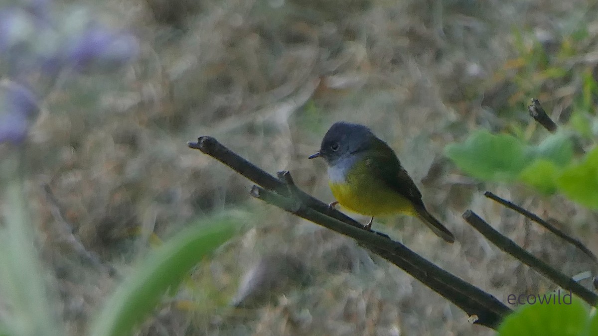 Gray-headed Canary-Flycatcher - ML647478005