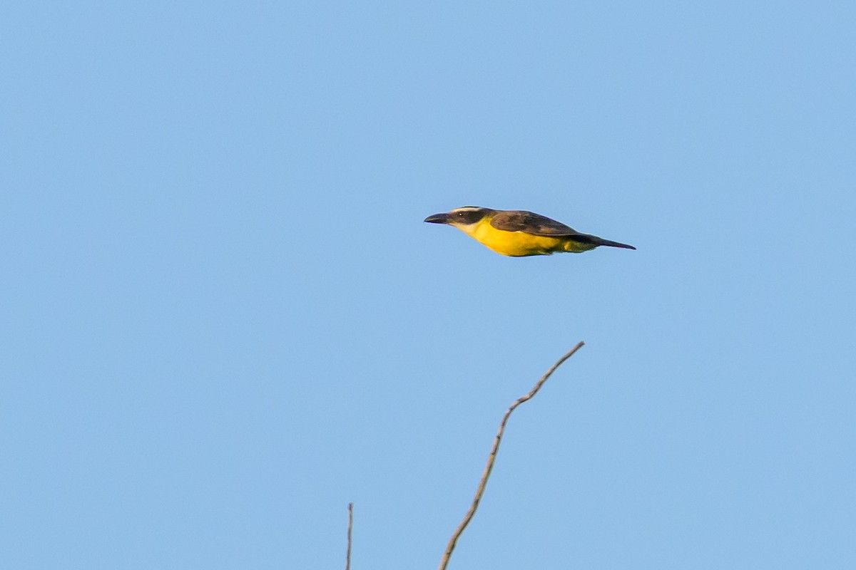 Пітанга-великодзьоб - ML647478008