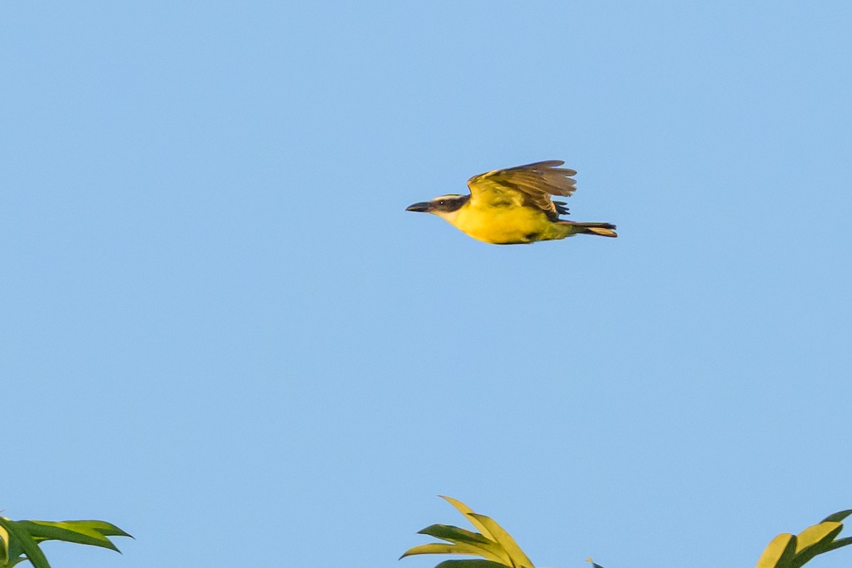 Пітанга-великодзьоб - ML647478010