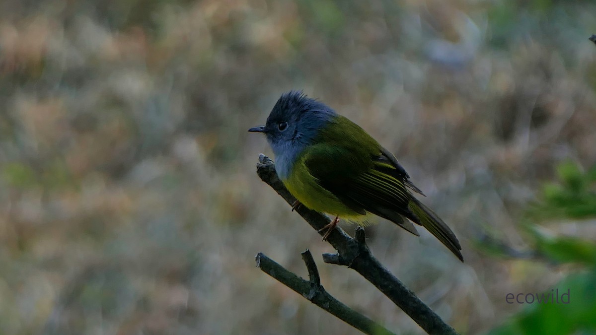 Gray-headed Canary-Flycatcher - ML647478011