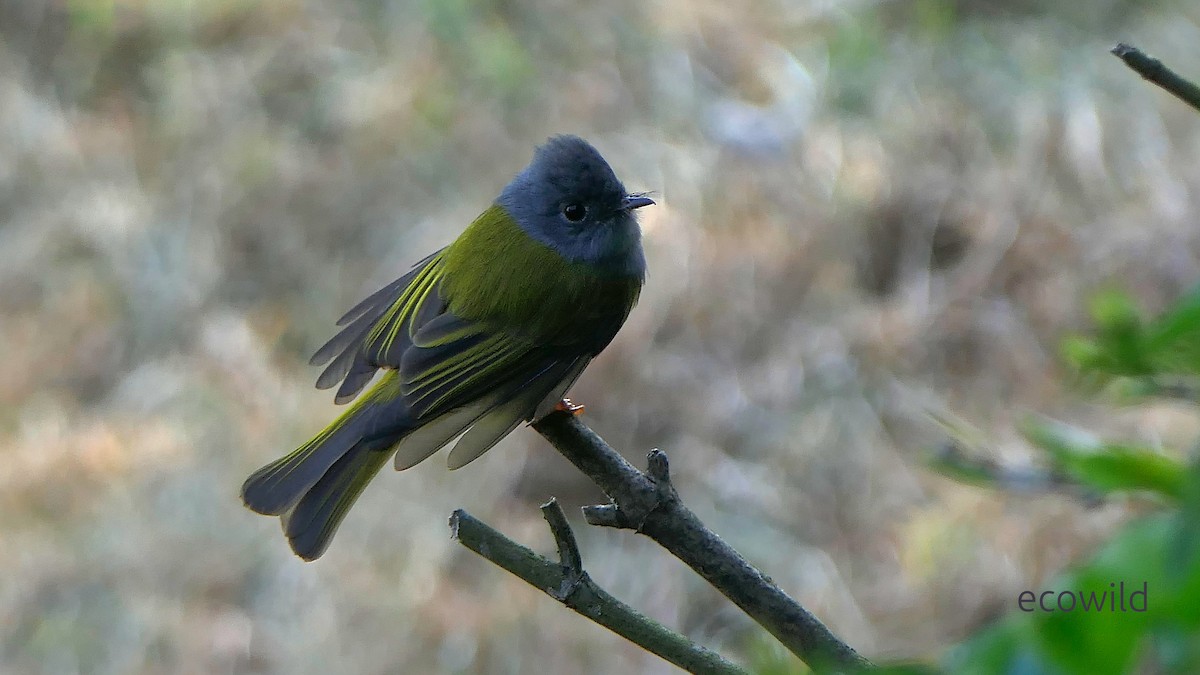 Gray-headed Canary-Flycatcher - ML647478015