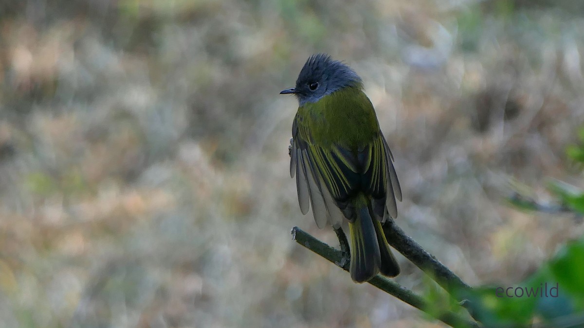 Gray-headed Canary-Flycatcher - ML647478021