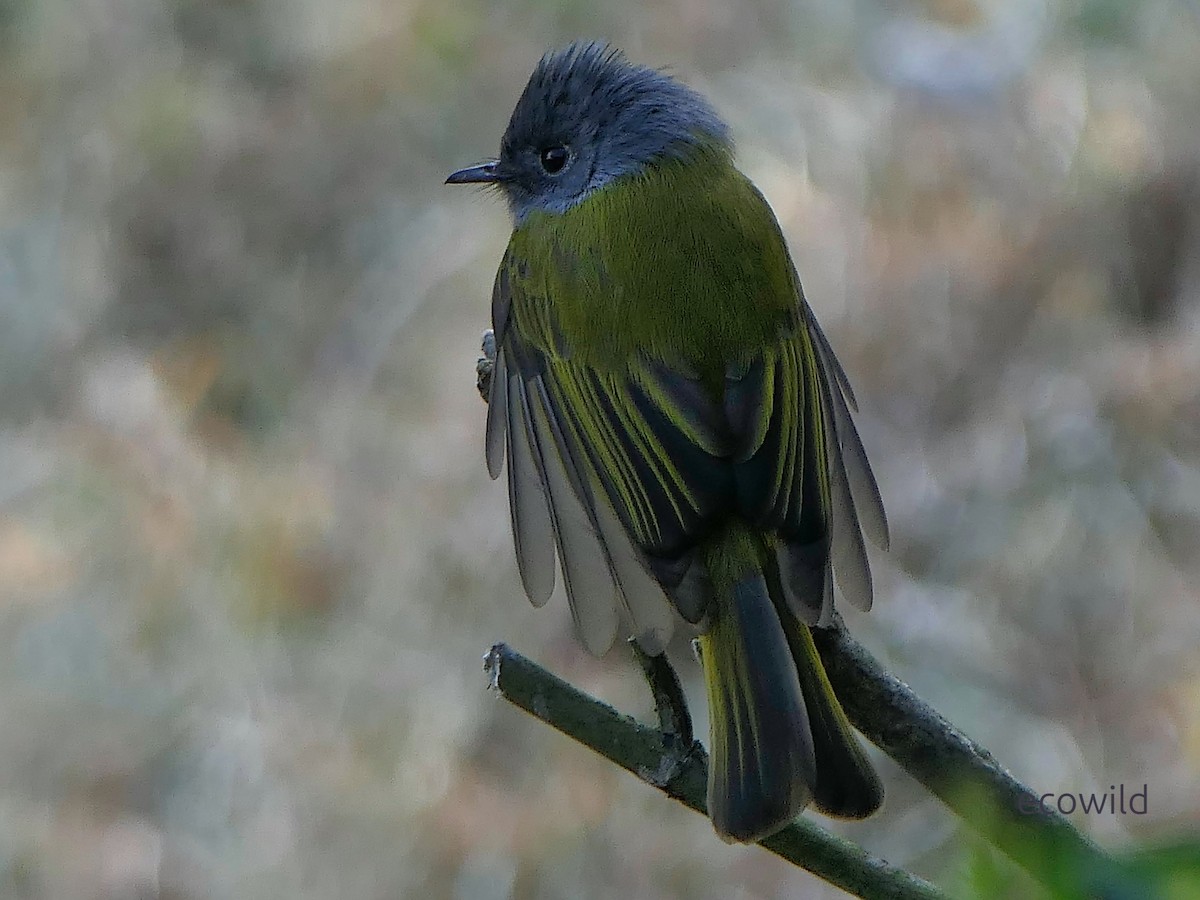 Gray-headed Canary-Flycatcher - ML647478026