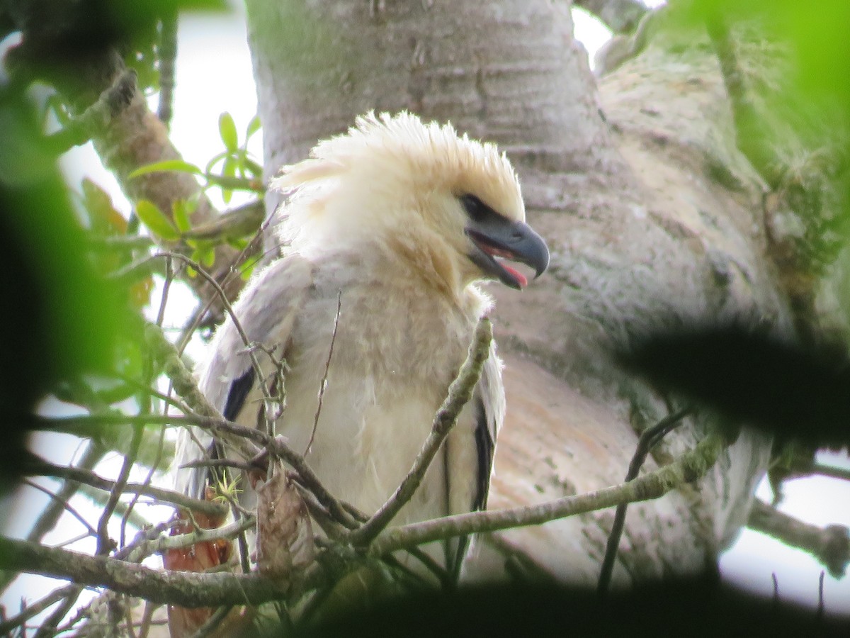 Harpy Eagle - ML647478049