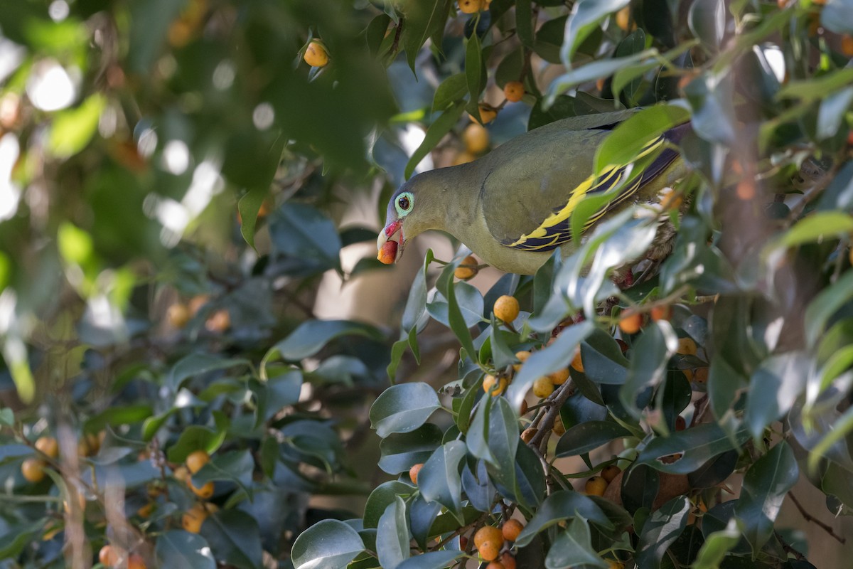 Thick-billed Green-Pigeon - ML647478056