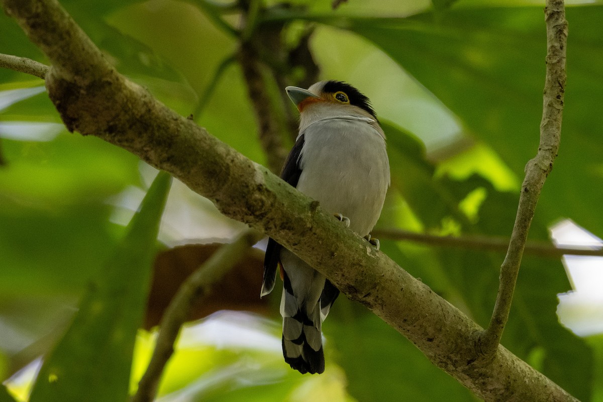 Silver-breasted Broadbill - ML647478117