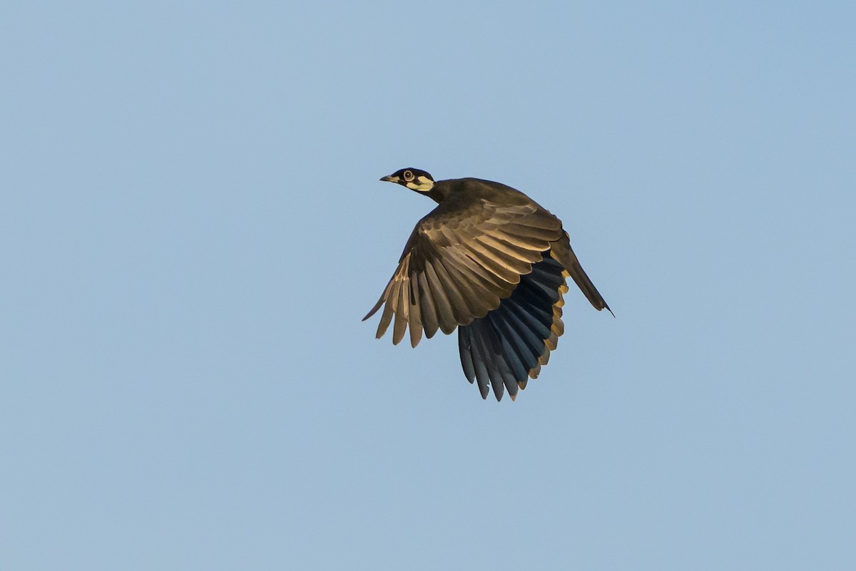 Bare-necked Fruitcrow - ML647478138