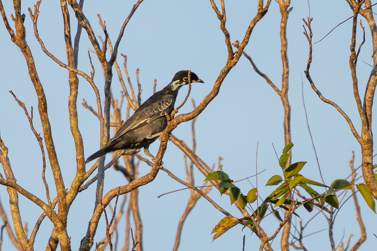 Bare-necked Fruitcrow - ML647478139