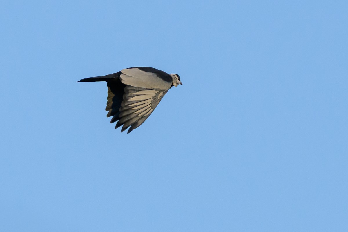 Bare-necked Fruitcrow - ML647478140