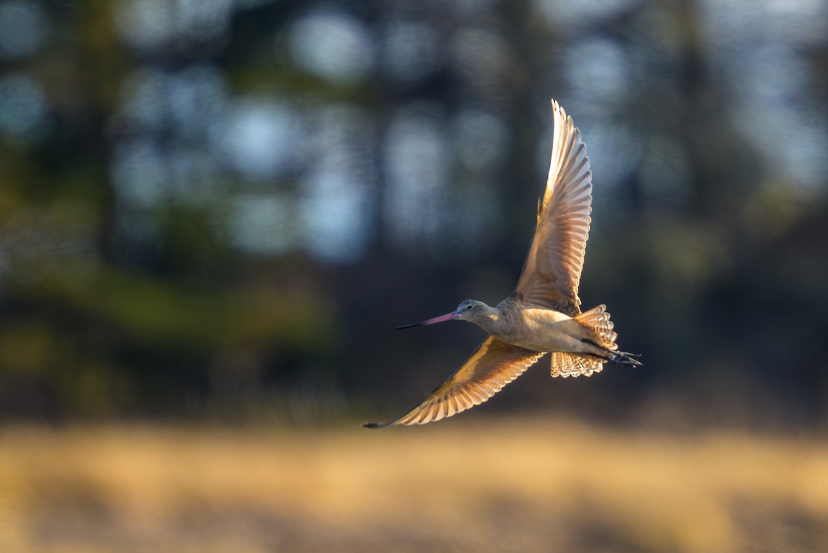 Marbled Godwit - ML647478143