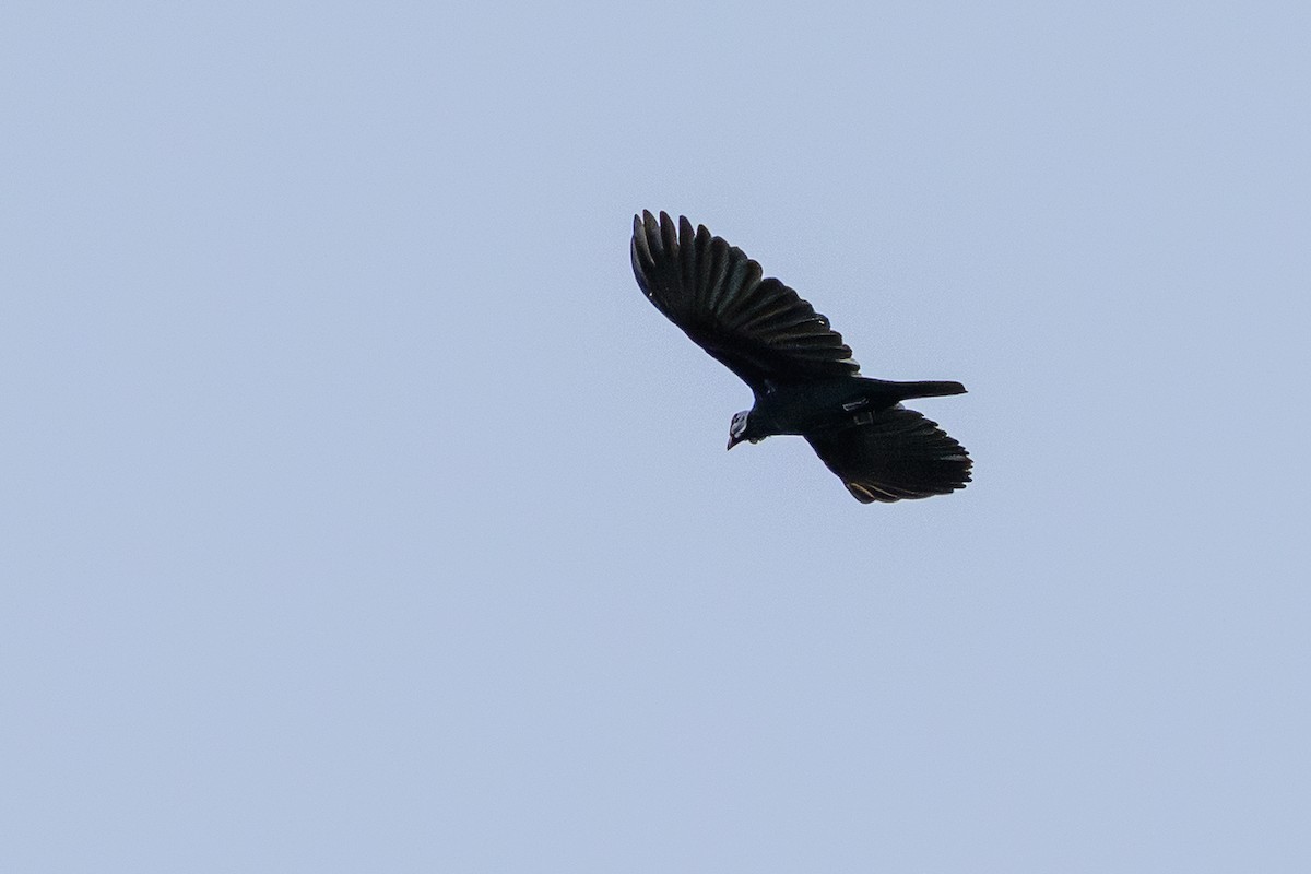 Bare-necked Fruitcrow - ML647478180