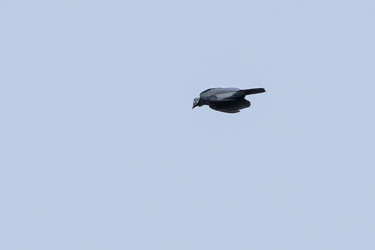 Bare-necked Fruitcrow - ML647478181