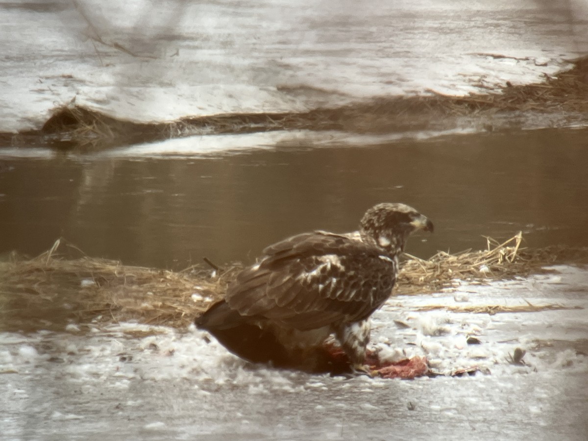 Bald Eagle - ML647478227