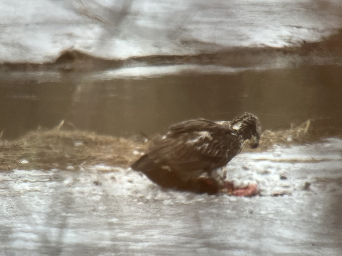 Bald Eagle - ML647478228