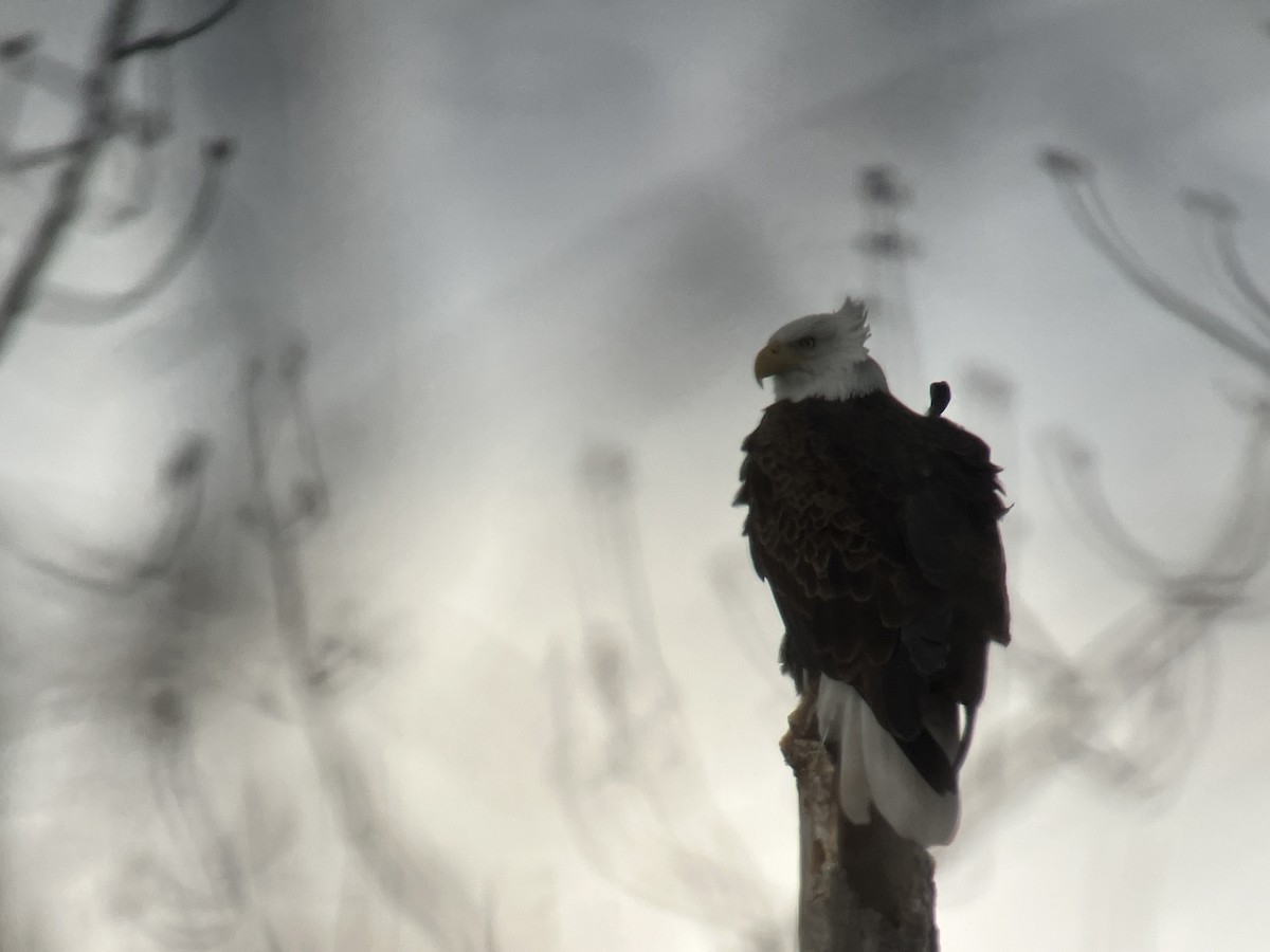Bald Eagle - ML647478236