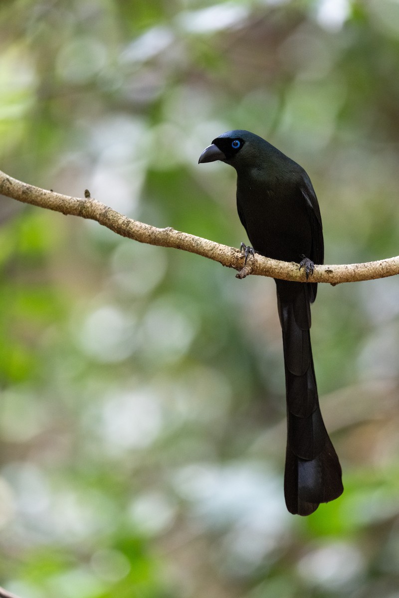 Racket-tailed Treepie - ML647478237