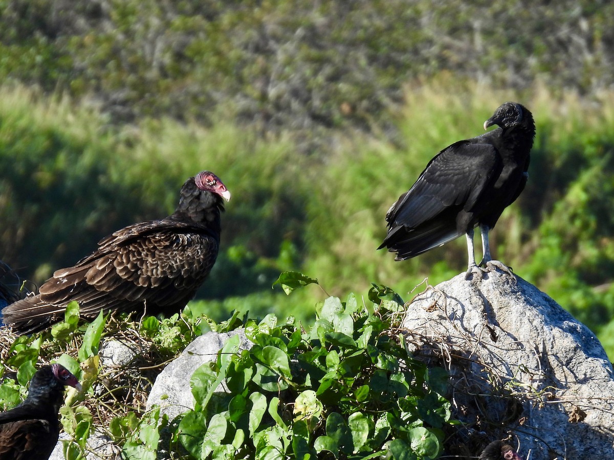 Turkey Vulture - ML647478238