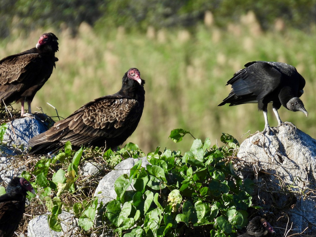 Turkey Vulture - ML647478239
