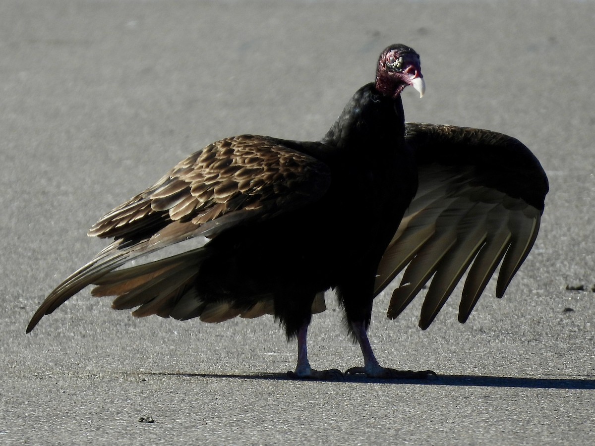 Turkey Vulture - ML647478240