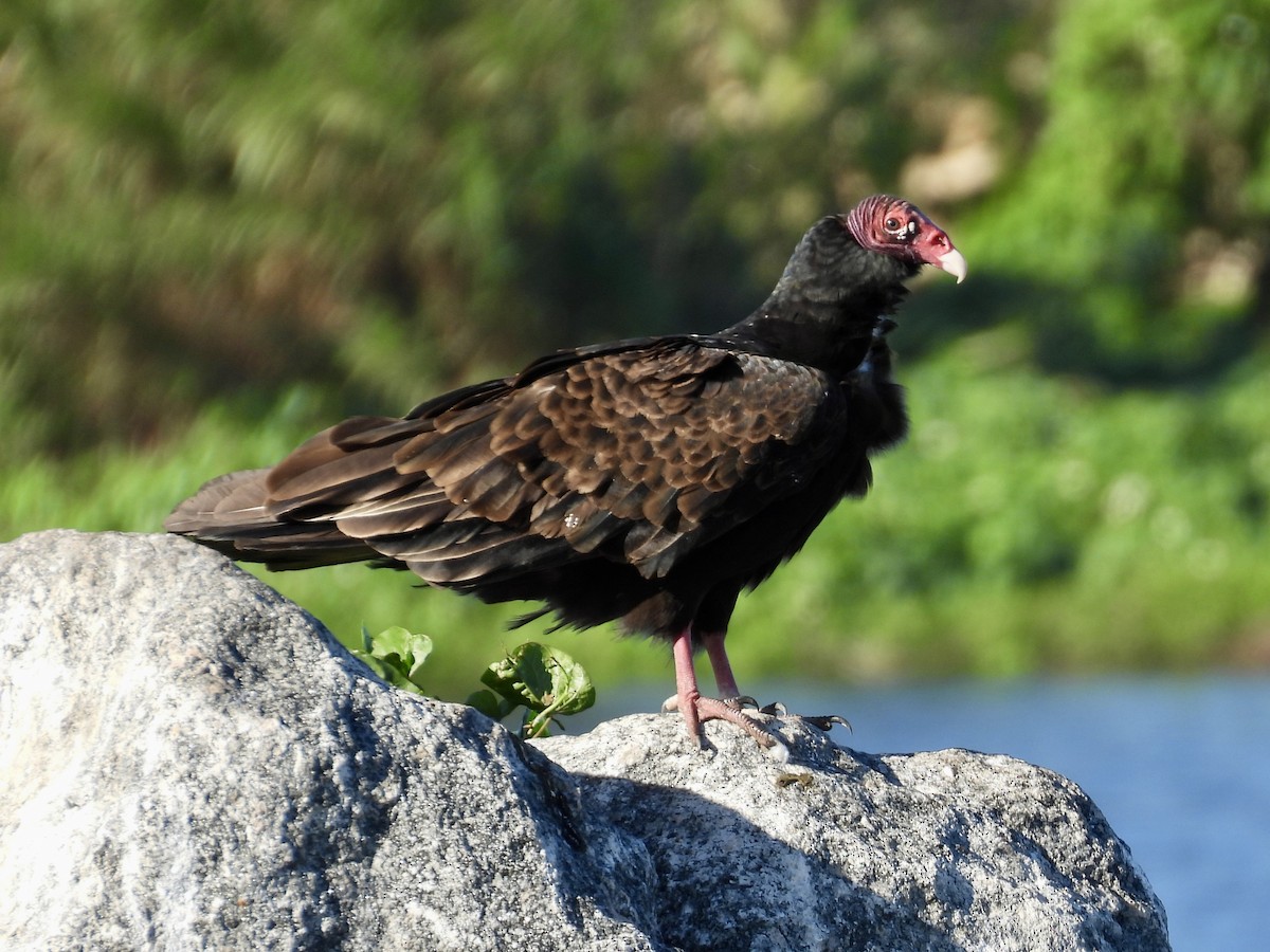 Turkey Vulture - ML647478241
