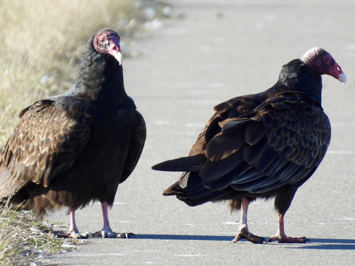 Turkey Vulture - ML647478242