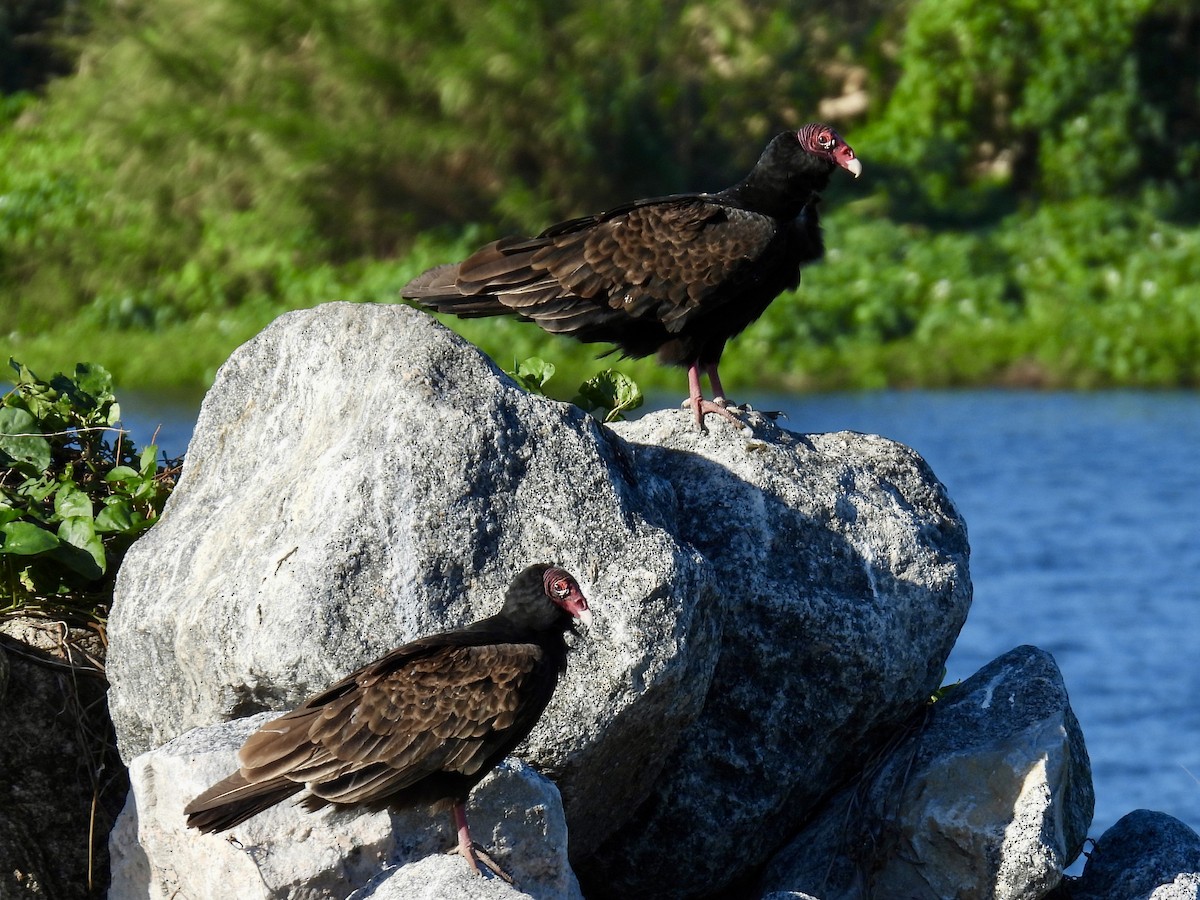 Turkey Vulture - ML647478243