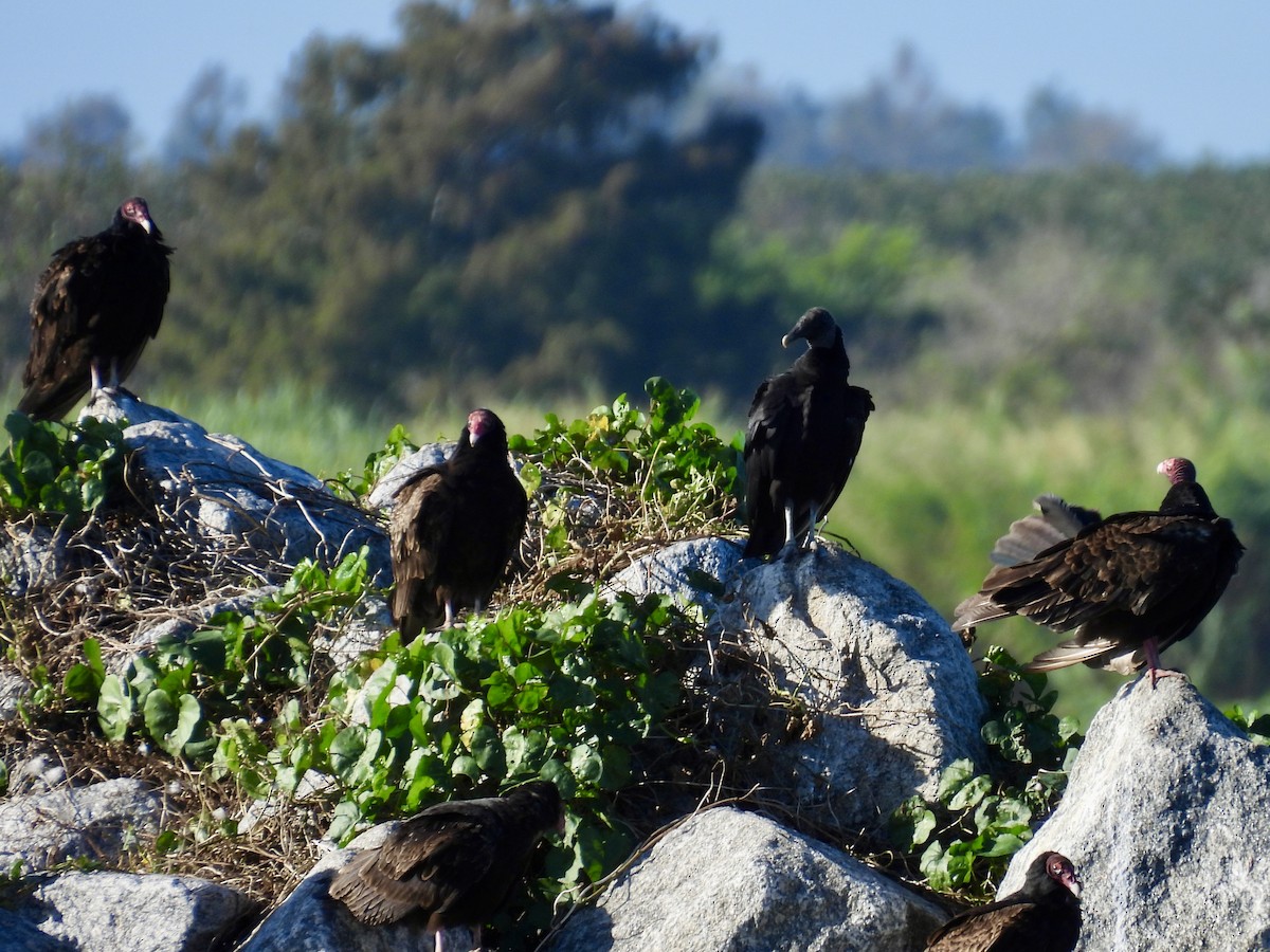 Turkey Vulture - ML647478244