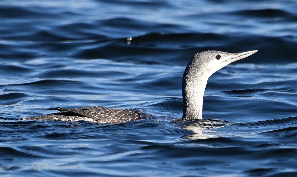 Plongeon catmarin - ML647478256