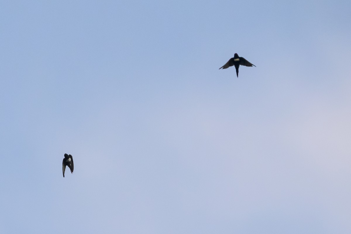 vlaštovka bělopruhá - ML647478266