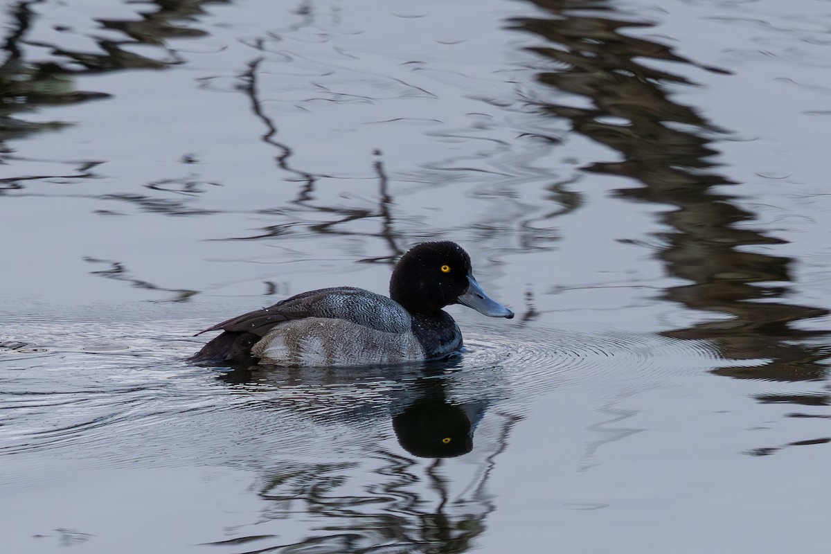 Морская чернеть - ML647478310
