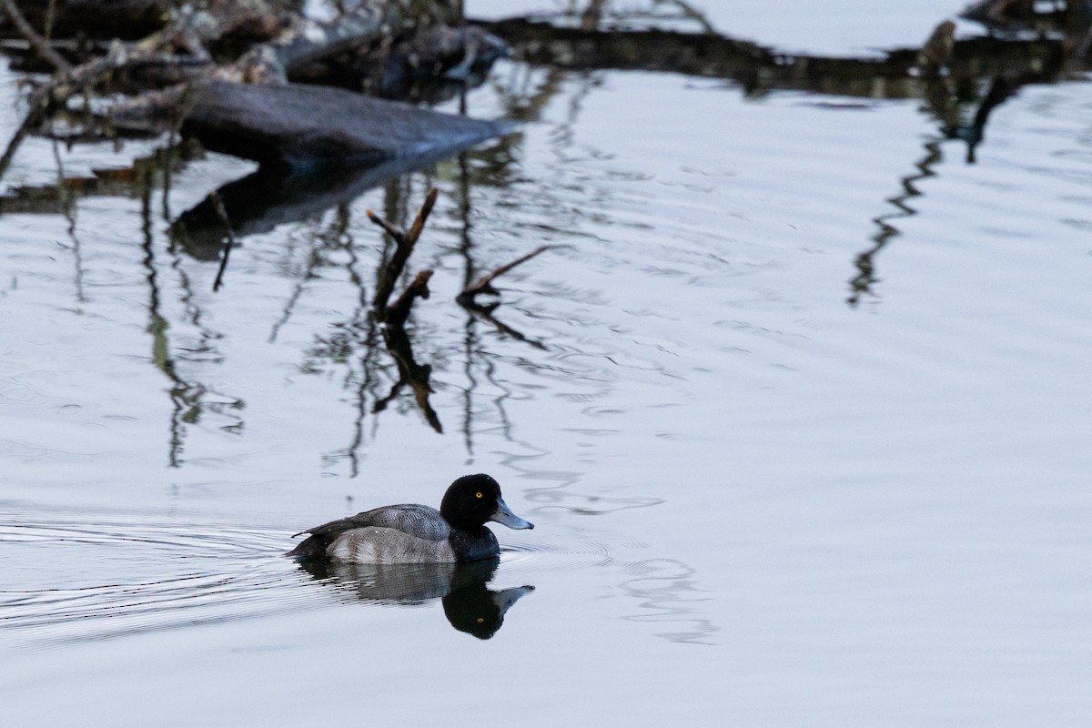 Морская чернеть - ML647478311
