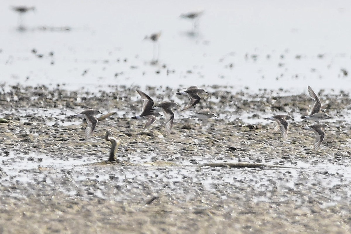 Weißbürzel-Strandläufer - ML647478345