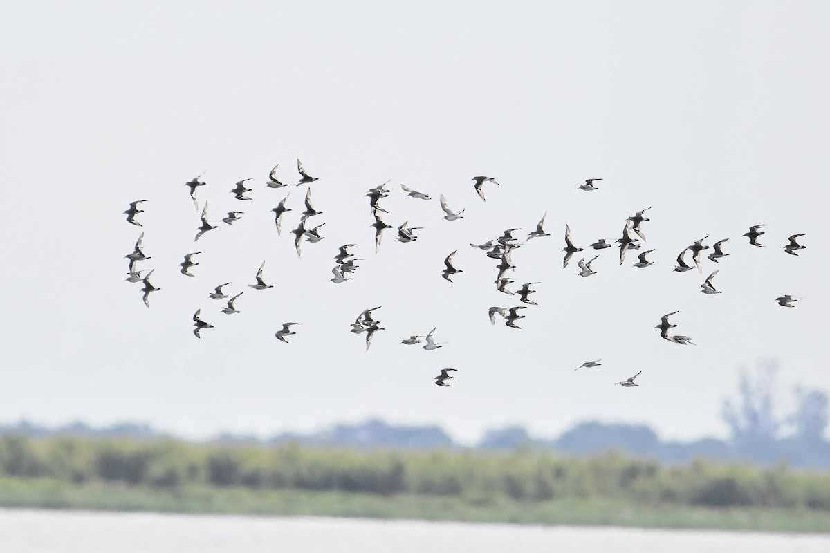 Weißbürzel-Strandläufer - ML647478346