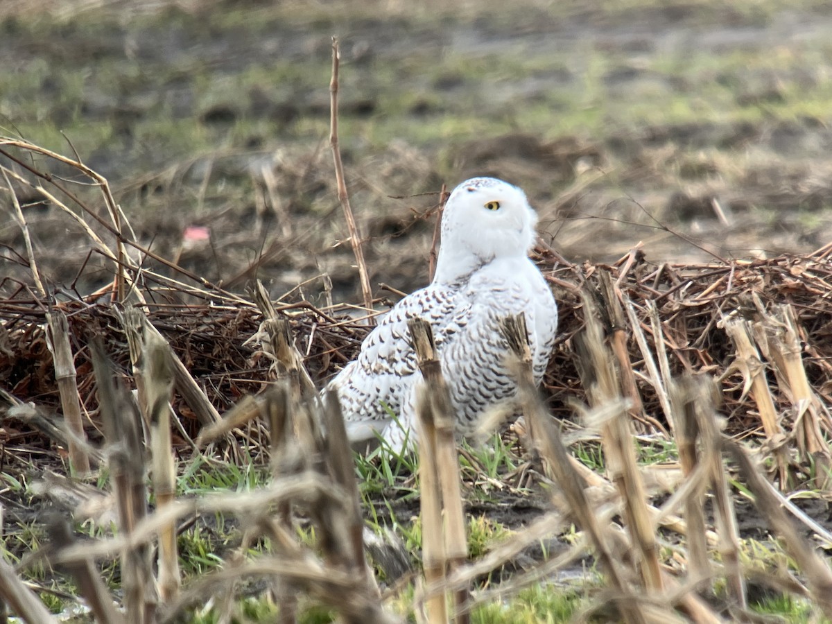 Snowy Owl - ML647478377