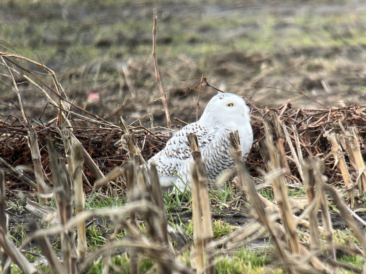 Snowy Owl - ML647478380