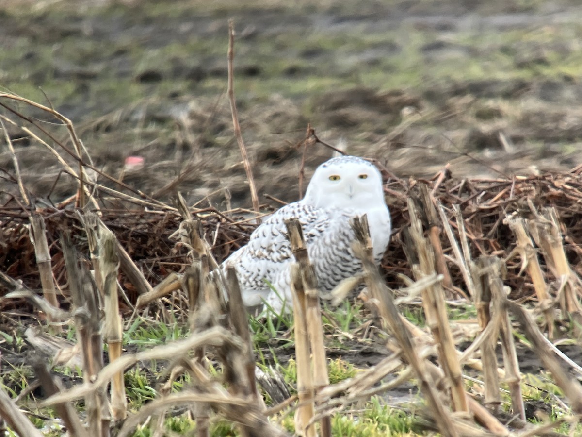 Snowy Owl - ML647478393