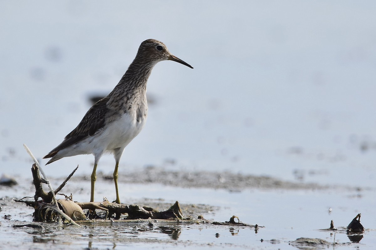 Txirri pektorala - ML647478394