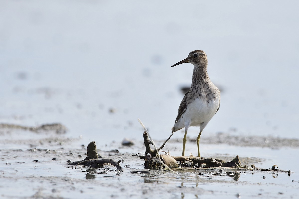 Txirri pektorala - ML647478395