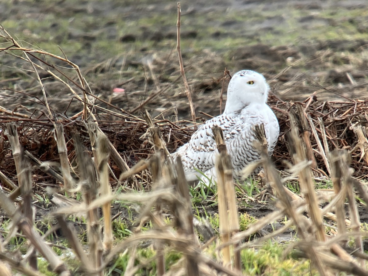 Snowy Owl - ML647478413