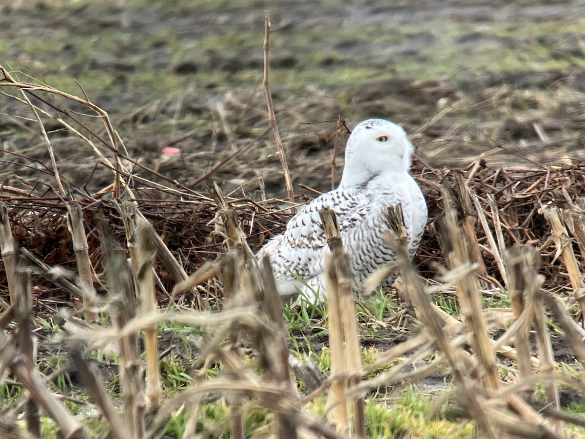 Snowy Owl - ML647478414