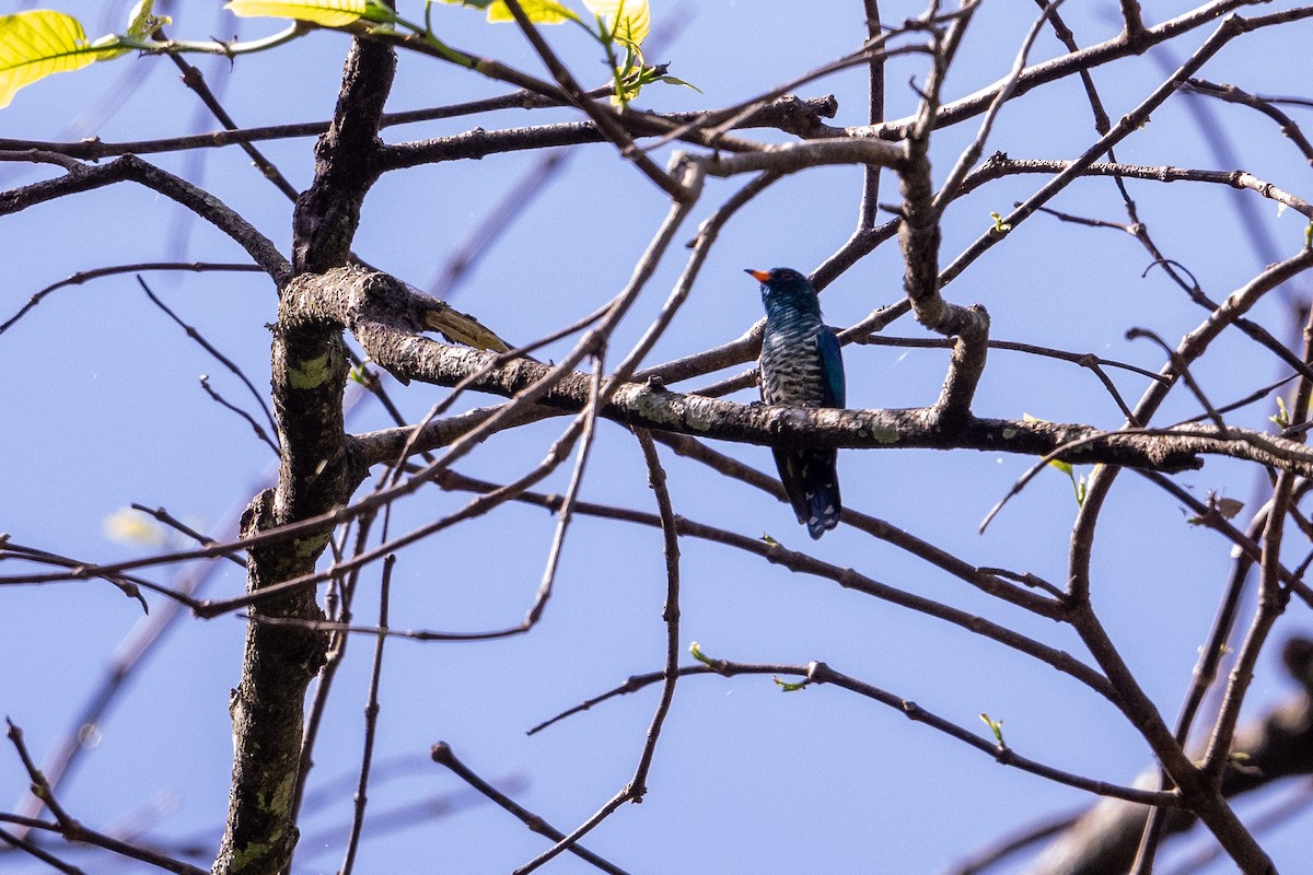 Asian Emerald Cuckoo - ML647478417