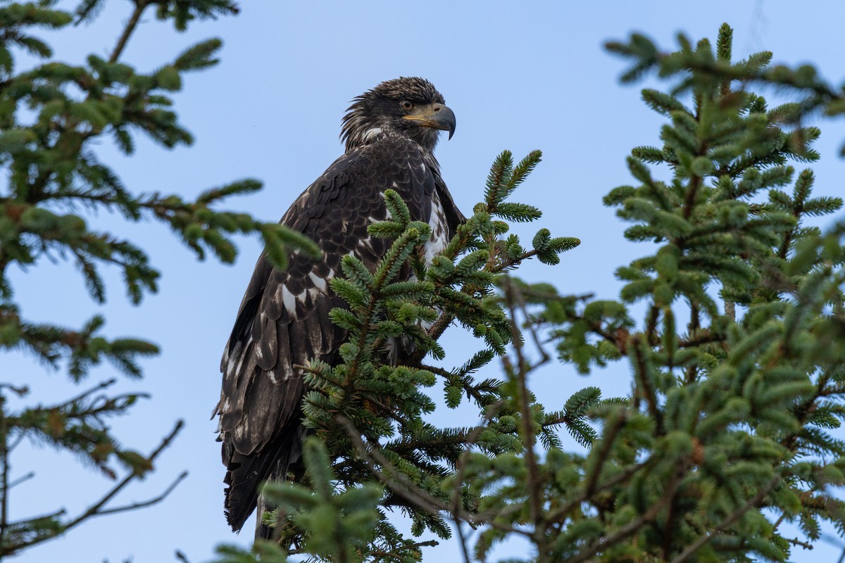 Bald Eagle - ML647478425